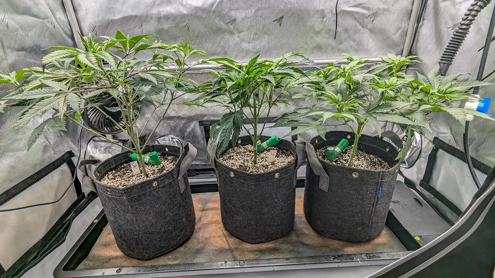 Three indoor cannabis cultivars in a 2x4x6 Infinity grow tent, left to right Granny Candy, Chicken and Waffles, and Pineapple Muffin in 3 gallon fabric pots.